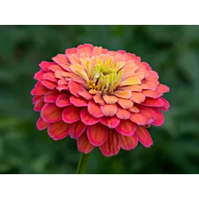    Seminte de Zinnia zinnia "Coral Beauty" - pachet XXL