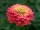  Seminte de Zinnia zinnia "Coral Beauty" - pachet XXL