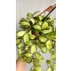  Hoya Heuschkeliana Variegata hoja cu frunze galbene | Răsad de plante