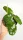  Hoya Villosa | Raritate de colecție Hoja Vilosa | Răsad de plante