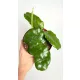  Hoya Villosa | Raritate de colecție Hoja Vilosa | Răsad de plante