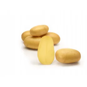  Cartofi de sămânță Queen Anne 3kg, foarte gustoși