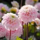  Dahlia Globe Vrăjitorul din Oz 1 buc
