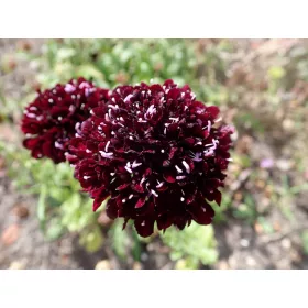 Seminte Purple Dryakisa "Black Knight" - pachet XL