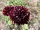 Seminte Purple Dryakisa "Black Knight" - pachet XL