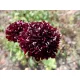Seminte Purple Dryakisa "Black Knight" - pachet XL