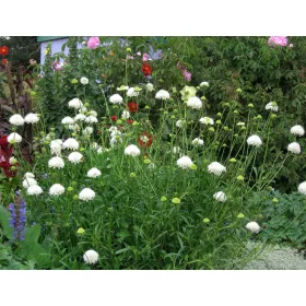  Seminte Purple Dryakia "Snowmaiden" - pachet XL