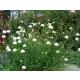  Seminte Purple Dryakia "Snowmaiden" - pachet XL