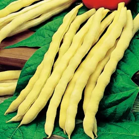  Seminte de fasole Mamut 100 g