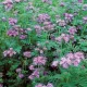  Phacelia albastru seminte de Stala capteaza ingrasamant 0,5 kg
