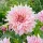  Dahlia - Café au Lait Twist 1 răsad