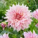  Dahlia - Café au Lait Twist 1 răsad