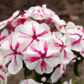  Phlox - Phlox - Twister - 1 SEMANARE