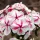  Phlox - Phlox - Twister - 1 SEMANARE