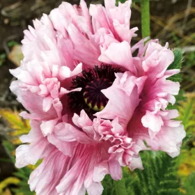  Mac Oriental - Ruffled Patty - ORNAMENTAL - Răsad