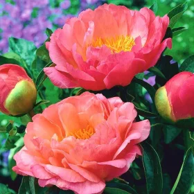  Bujor, Paeonia - Apus Coral - Răsad