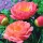  Bujor, Paeonia - Apus Coral - Răsad