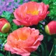  Bujor, Paeonia - Apus Coral - Răsad