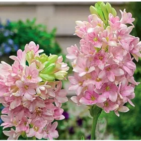  Tuberoza ROZ DESCHIS - Polianthes Sensation