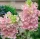  Tuberoza ROZ DESCHIS - Polianthes Sensation