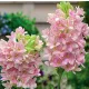  Tuberoza ROZ DESCHIS - Polianthes Sensation