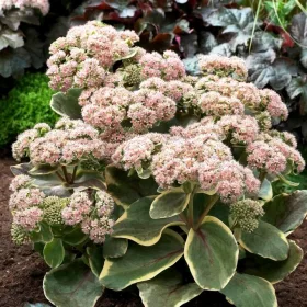  Sedum Diamond Edge - Sedum - răsad