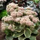  Sedum Diamond Edge - Sedum - răsad