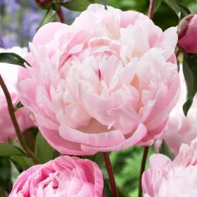  Bujor, Paeonia - Lady Alexandra Duff - INSAMANTA