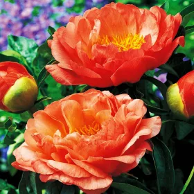    Răsad de bujor Coral Sunset 1 buc Paeonia Bujori Răsaduri parfumate