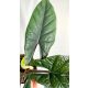  Alocasia Scalprum
