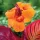  Canna Canna Lăcustă Durban 1 Buc răsaduri canna răsaduri tuberculi