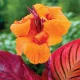  Canna Canna Lăcustă Durban 1 Buc răsaduri canna răsaduri tuberculi