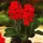  Canna Potted Kanna Low Happy Carmen 1 buc răsaduri și tuberculi de cana