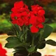  Canna Potted Kanna Low Happy Carmen 1 buc răsaduri și tuberculi de cana