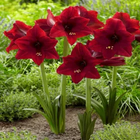    Hippeastrum - Garden Amaryllis Red Tiger 1 buc Bulbi de flori de ceapa