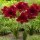  Hippeastrum - Garden Amaryllis Red Tiger 1 buc Bulbi de flori de ceapa