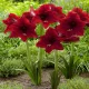  Hippeastrum - Garden Amaryllis Red Tiger 1 buc Bulbi de flori de ceapa