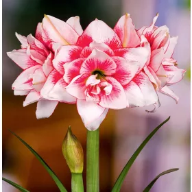    Hippeastrum - Amaryllis Full Elvas 1 buc Bulbi de flori de ceapă