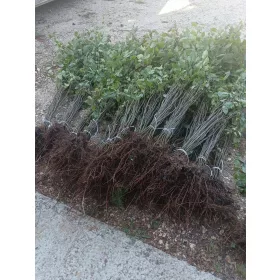  Luați un răsad de rădăcină goală de 70-120 cm