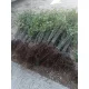  Luați un răsad de rădăcină goală de 70-120 cm