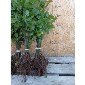  Luați un răsad de 30-50 cm de rădăcină goală