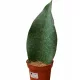  Sansevieria grandis | masoniana Sansevieria DØ12cm