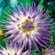  Dahlia Cactus Veritable 1 buc Răsaduri Dahlia Răsaduri tuberculi Dahlia