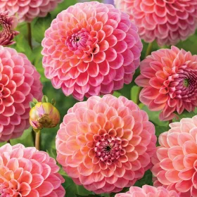    Pompon Dahlia Nathalie G. 1 buc Răsad de dalie Răsad de tuberculi de dalie
