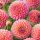  Pompon Dahlia Nathalie G. 1 buc Răsad de dalie Răsad de tuberculi de dalie