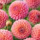  Pompon Dahlia Nathalie G. 1 buc Răsad de dalie Răsad de tuberculi de dalie