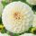  Pompon Dahlia Boom Boom Alb 1 buc Răsaduri de dalie Răsad de tuberculi de dalie