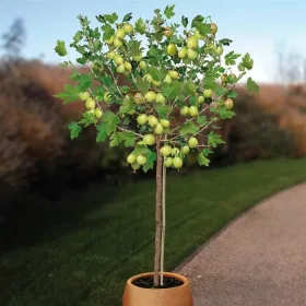  Rădăcină goală Ribes uva-crispa 15-20 cm