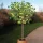  Rădăcină goală Ribes uva-crispa 15-20 cm