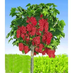  COACAZE ROSII Jonkheer van Tets, 3 ANI